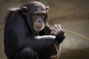 Create meme: chimpanzees common, chimpanzee, Bonobo chimp