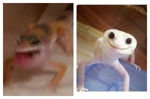 Create meme: leopard gecko, ablefor