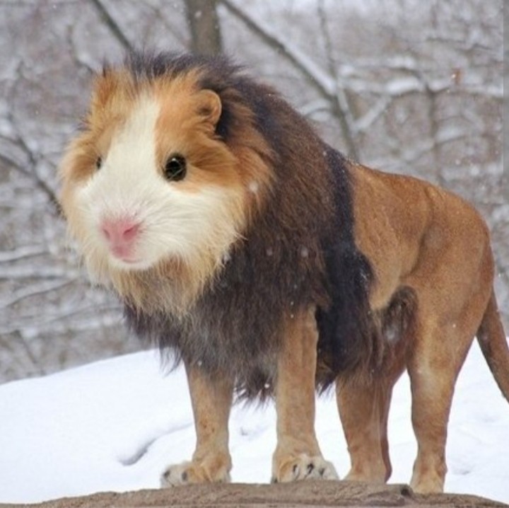 Create meme: little guinea pig, The guinea pig is an American crested, funny animal hybrids