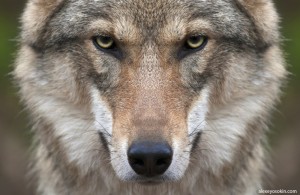 Create meme: wolf grey, wolf, wolf face