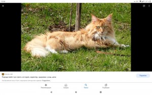 Create meme: cat Maine Coon, the ginger Maine Coon