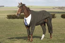 Создать мем: костюм лошади, лошадь смешная, конь в одежде