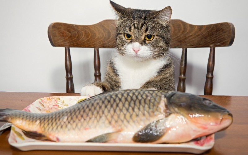 Create meme: cat fish, cat with fish, cat eats fish