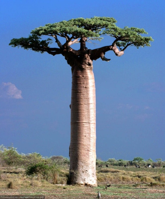 Create meme: baobab tree fruit, baobab tree on white background, african baobab