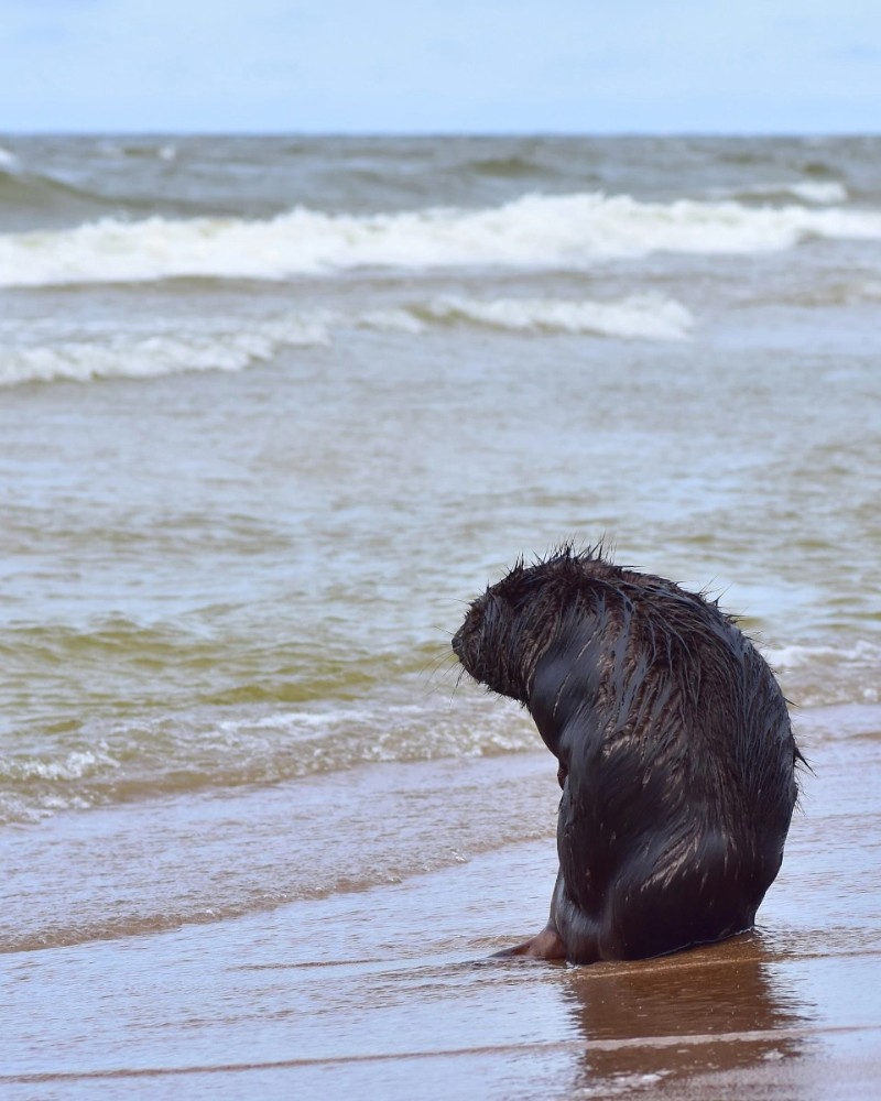 Create meme: seal in the Gulf of Finland, seals in the Baltic Sea, baltic sea kaliningrad