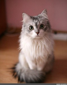 Создать мем: пушистый кот, сибирская кошка, сибирская длинношерстная кошка