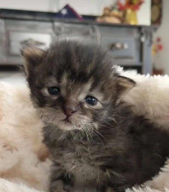 Create meme: animals cute, adorable kittens, the kitten is homemade