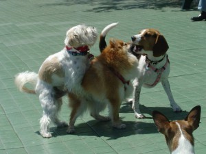 Create meme: breed Beagle, dog breed Jack Russell, Jack Russell