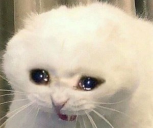 Create meme: crying white cat meme, crying cat meme, crying kitten meme