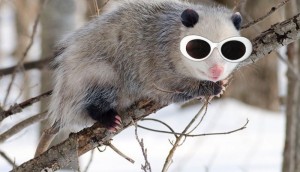 Create meme: apostolove, possum 16x9, Virginia opossum