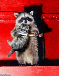 Create meme: fun with raccoons, enotice, funny raccoons