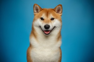 Create meme: shiba, Shiba inu art