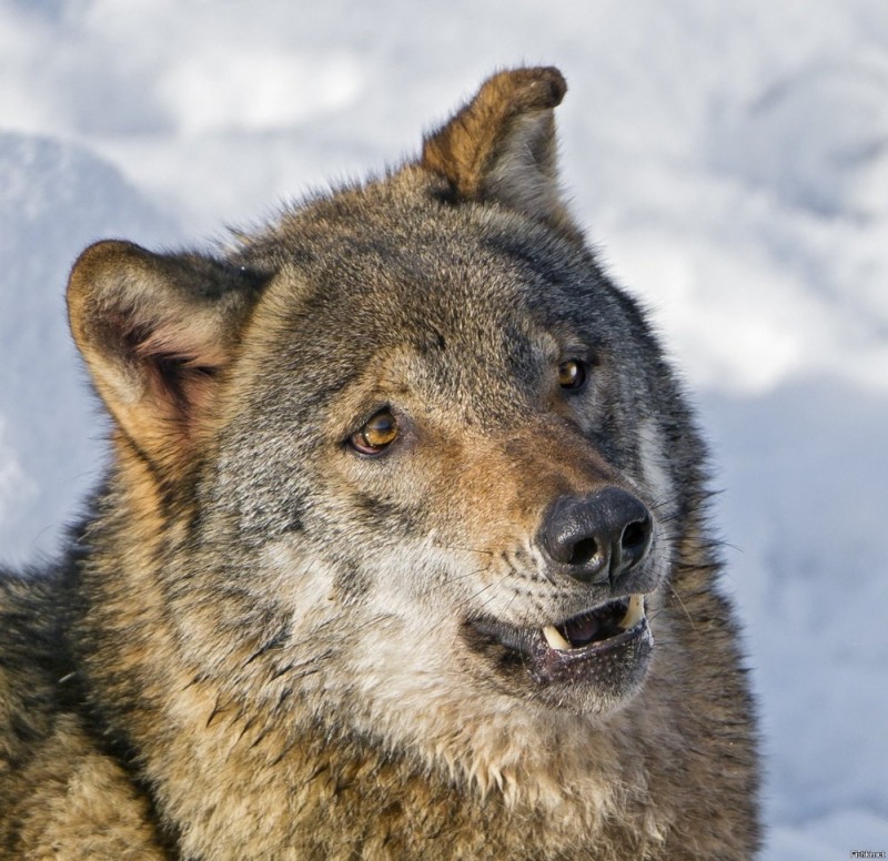 Create meme: wolf meme, stoned wolf , grey wolf 