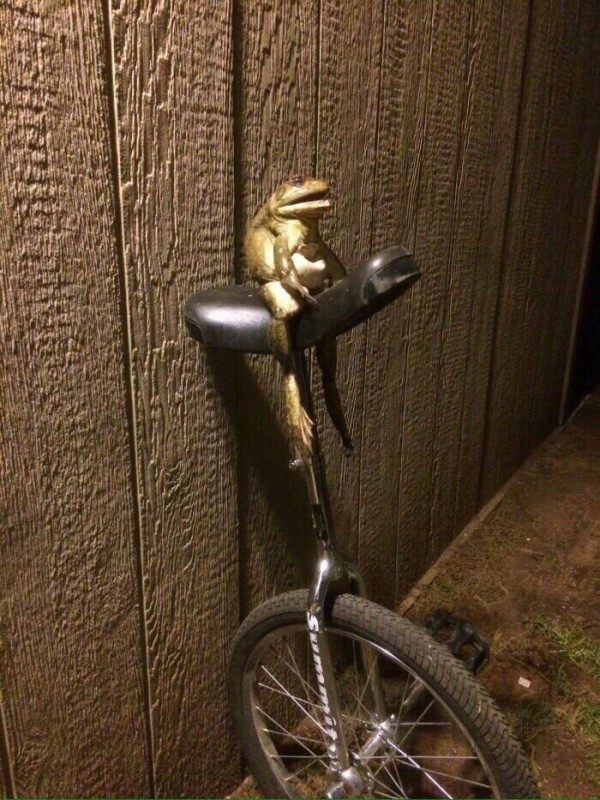 Create meme: weird pictures , frog on a bicycle, door handle vintage 11sn