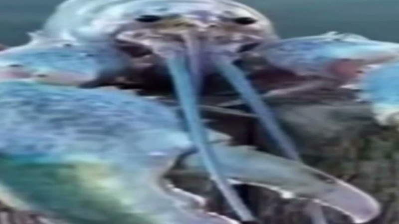 Create meme: blue lobster, blue lobster jumpscare, blue lobster