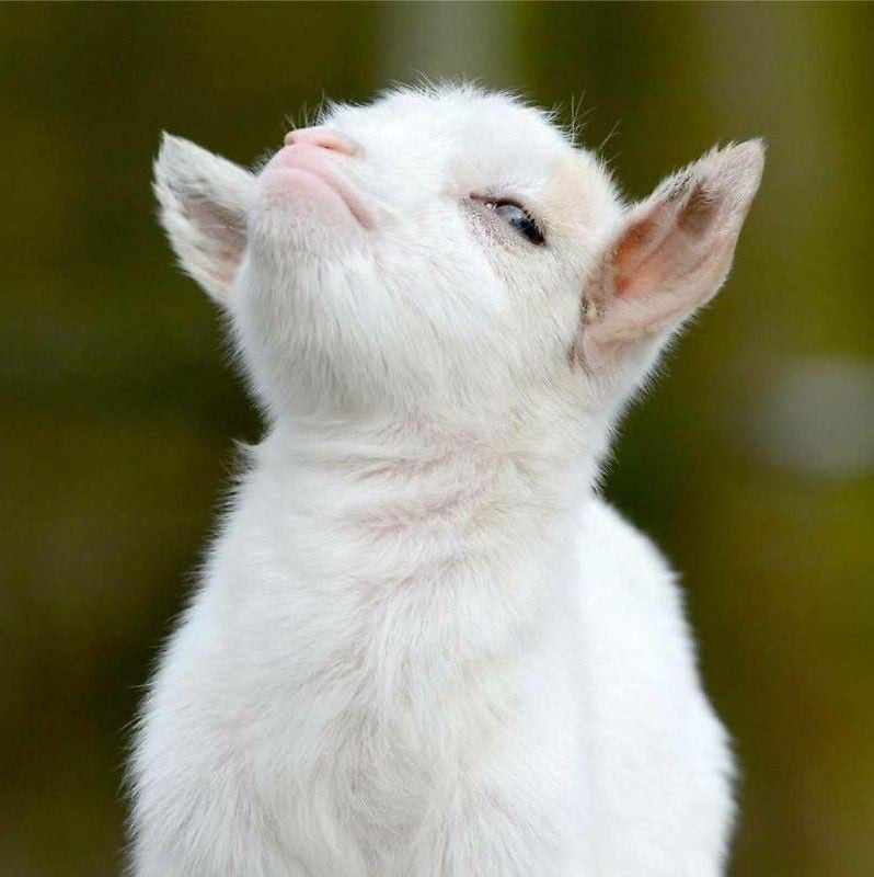 Create meme: the proud goat , the proud goat, The goat meme