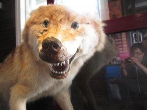 Create meme: Taxidermist, stuffed wolf, bad taxidermy