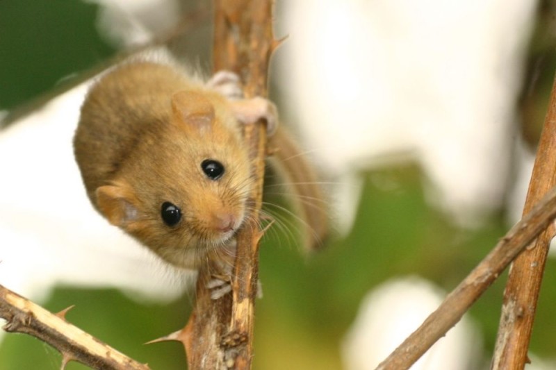 Create meme: The hazel dormouse, hazel dormouse red book, forest Dormouse