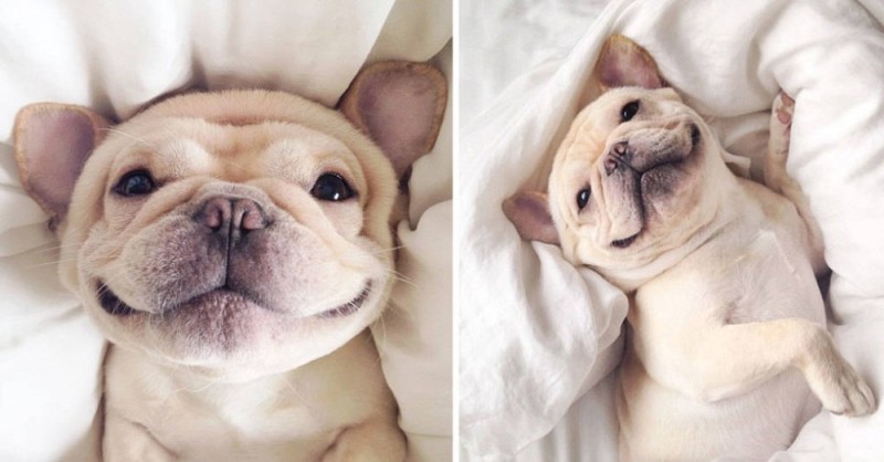 Create meme: French bulldog , bulldog puppy french, French bulldog cute