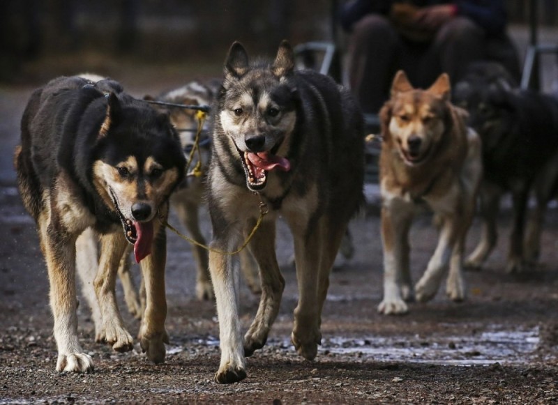 Create meme: husky dog, husky , husky sled