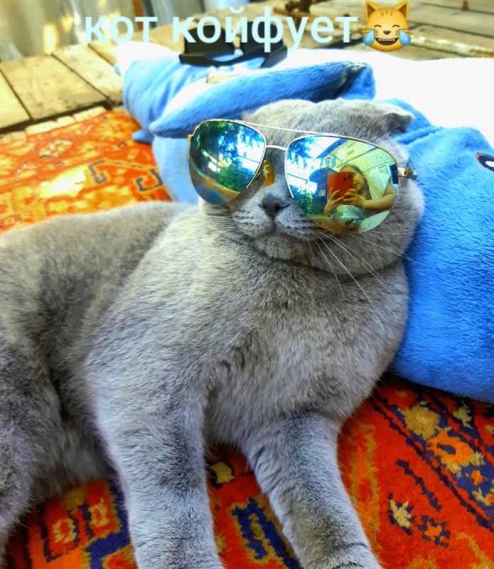 Создать мем: кот, очки для кошек, очко кошки