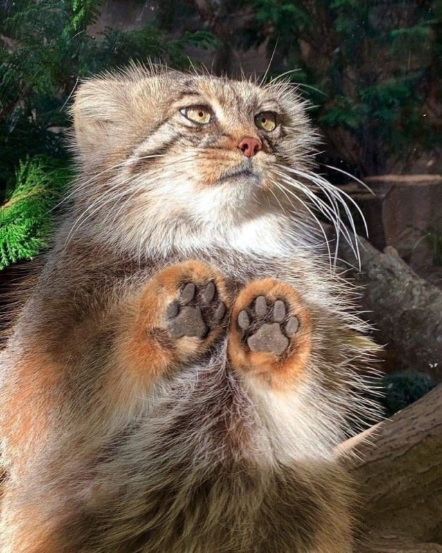 Create meme: wild cat manul, animal manul, manul paws