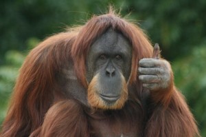 Create meme: orangutan, orangutan, Sumatran orangutan