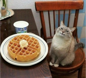 Create meme: the cat with the pancakes