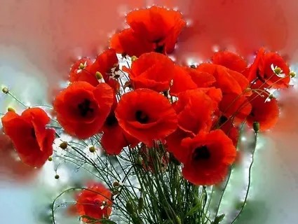 Create meme: postcards with poppies, bouquet of poppies, milka flower