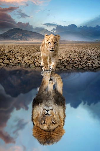 Create meme: animals lion, A lion cub in the reflection of a lion, the reflection of a lion in the water