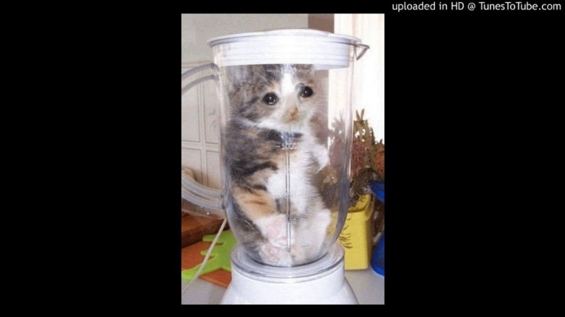 Create meme: a cat in a blender, a cat in a blender, a cat in a tin blender