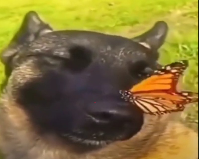 Create meme: a dog with a butterfly, dog , a dog with a butterfly on its nose