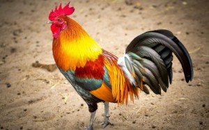 Create meme: bird, birds, the year of the fire rooster