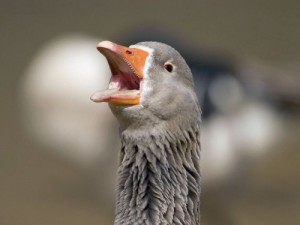 Create meme: Goose