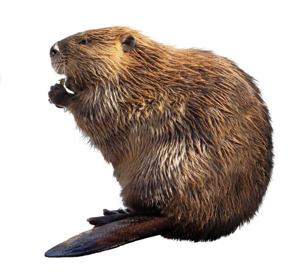 Create meme: beaver on a transparent background, Bobr common, beaver 