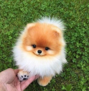 Create meme: dog Spitz, Pomeranian