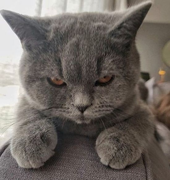 Create meme: cat grey, british cat, Scottish
