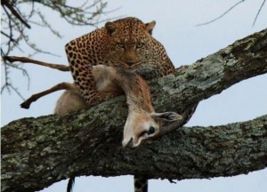 Create meme: leopard with prey