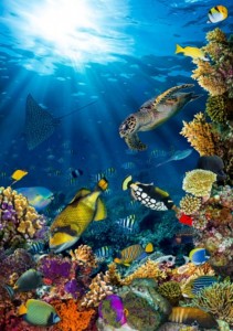 Create meme: aquarium, marine life, underwater world