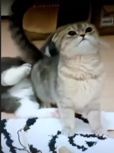 Create meme: Scottish fold, cat, Scottish straight