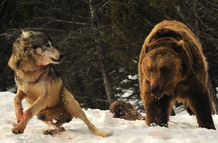 Create meme "the wolf Russian, wolf and bear, wolf vs bear" - Pictures