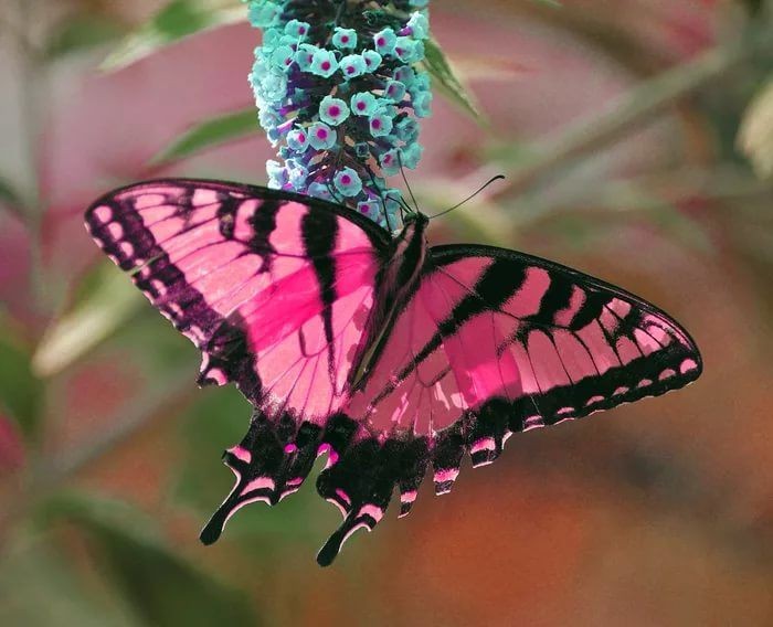 Создать мем: цветок бабочка, бабочка махаон (papilio machaon), бабочка бабочка