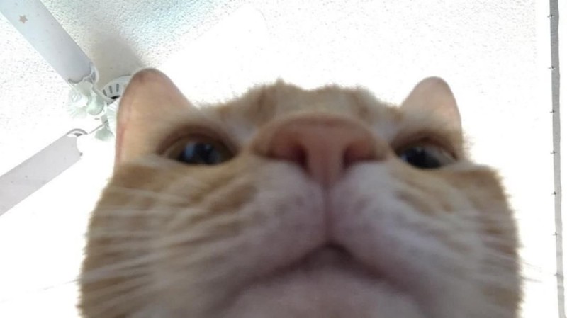 Create meme: cat , the cat sniffs the camera, cat energy meme