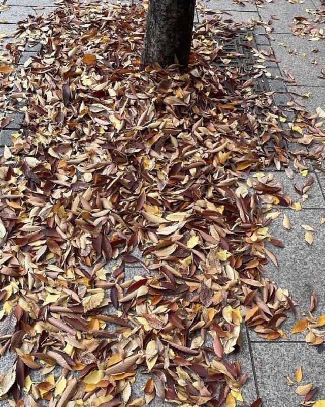 Create meme: foliage autumn, autumn leaves, fallen leaves