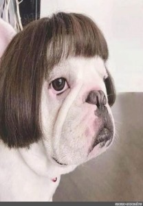 Create meme: a dog in a wig, when you come, a dog with a square