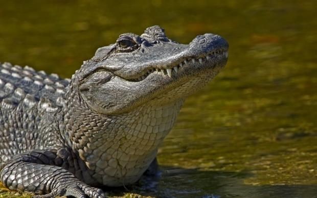 Create meme: crocodile , smiling crocodile, caiman crocodile alligator