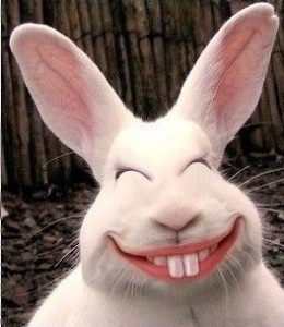 Create meme: evil Bunny, rabbit, funny rabbits