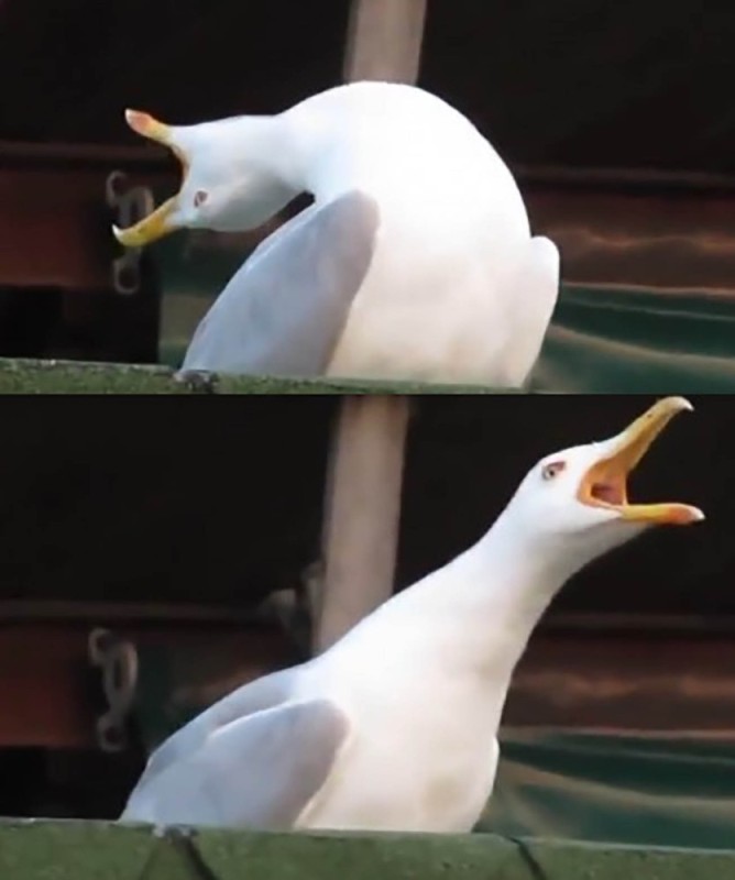 Create meme: screaming Seagull, meme screaming Seagull, meme Seagull 