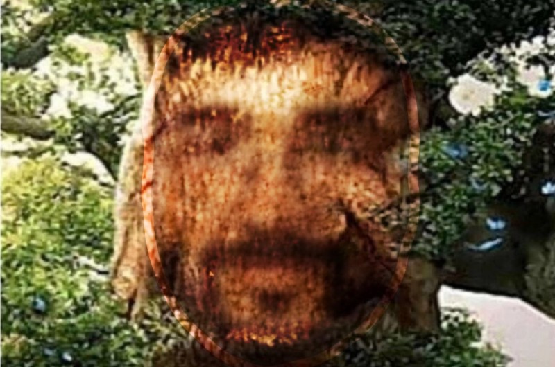 Create meme: tree , wise mystical tree, the mystical tree