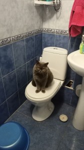 Создать мем: кошка, туалет, кот